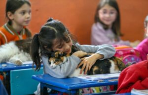 Ένα δημοτικό σχολείο φιλοξενεί περισσότερες γάτες από μαθητές Ένα-δημοτικό-σχολείο-φιλοξενεί-περισσότερες-γάτες-από-μαθητές