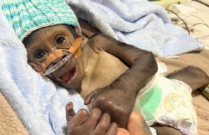 Παιδίατροι έσωσαν νεογέννητο γοριλάκι που κινδύνευε να πεθάνει Παιδίατροι-έσωσαν-νεογέννητο-γοριλάκι-που-κινδύνευε-να-πεθάνει