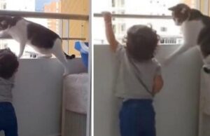 Γάτα προστατεύει νηπιάκι που προσπαθεί να σκαρφαλώσει στα κάγκελα του μπαλκονιού Γάτα-προστατεύει-νηπιάκι-που-προσπαθεί-να-σκαρφαλώσει-στα-κάγκελα-του-μπαλκονιού