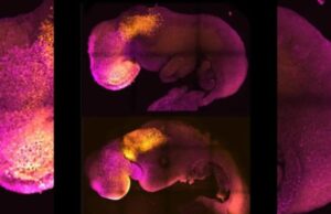 Επιστήμονες δημιούργησαν συνθετικό έμβρυο χωρίς σπερματοζωάρια και ωάρια Επιστήμονες-δημιούργησαν-συνθετικό-έμβρυο-χωρίς-σπερματοζωάρια-και-ωάρια