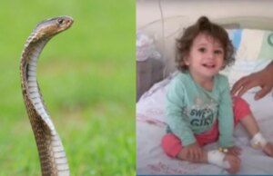 Φίδι δάγκωσε 2χρονη στην Τουρκία αλλά δεν μάσησε και το σκότωσε με τα ίδια της τα δόντια Φίδι-δάγκωσε-2χρονη-στην-Τουρκία-αλλά-δεν-μάσησε-και-το-σκότωσε-με-τα-ίδια-της-τα-δόντια