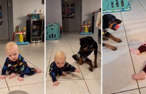 Το πιο συγκινητικό βίντεο: παράλυτο σκυλάκι μαθαίνει σε μωρό να μπουσουλάει Το-πιο-συγκινητικό-βίντεο:-παράλυτο-σκυλάκι-μαθαίνει-σε-μωρό-να-μπουσουλάει