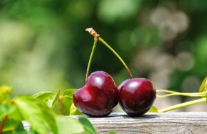 Κεράσια: το πιο αγαπημένο φρούτο των παιδιών Κεράσια:-το-πιο-αγαπημένο-φρούτο-των-παιδιών