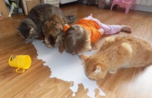 15 ξεκαρδιστικές φωτογραφίες που αποδεικνύουν πως στο σπίτι ζουν… παιδιά! 15-ξεκαρδιστικές-φωτογραφίες-που-αποδεικνύουν-πως-στο-σπίτι-ζουν…-παιδιά!