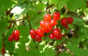 Φραγκοστάφυλο: Γνωρίστε τις ιδιότητες του νόστιμου «superfood»! Φραγκοστάφυλο:-Γνωρίστε-τις-ιδιότητες-του-νόστιμου-«superfood»!