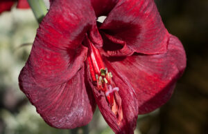 Πώς αλλάζει ο κόλπος όσο προχωράει η ηλικία της γυναίκας; Πώς-αλλάζει-ο-κόλπος-όσο-προχωράει-η-ηλικία-της-γυναίκας;