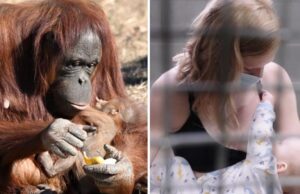 Φύλακας ζωολογικού κήπου έμαθε σε μαμά ουρακοτάγκο πώς να θηλάζει το μωράκι της Φύλακας-ζωολογικού-κήπου-έμαθε-σε-μαμά-ουρακοτάγκο-πώς-να-θηλάζει-το-μωράκι-της