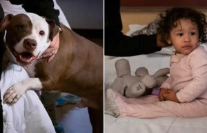 Μωράκι 1 έτους σώθηκε από πυρκαγιά χάρη στο σκυλάκι του! Μωράκι-1-έτους-σώθηκε-από-πυρκαγιά-χάρη-στο-σκυλάκι-του!