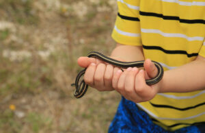 Τι κάνουμε και τι δεν πρέπει να κάνουμε αν μας δαγκώσει φίδι;