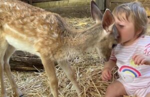 Ορφανό ελαφάκι και μωρό 11 μηνών έγιναν οι καλύτεροι φίλοι!