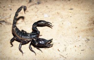 Νεκρό 3χρονο κοριτσάκι μετά από τσίμπημα σκορπιού – «Τον είδα κολλημένο στην πλάτη της»