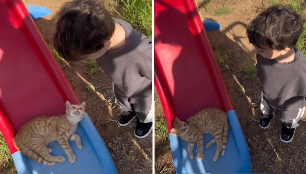 Ξεκαρδιστικός μπόμπιρας προσπαθεί να διώξει μια γάτα από την τσουλήθρα