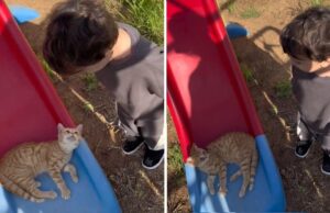 Ξεκαρδιστικός μπόμπιρας προσπαθεί να διώξει μια γάτα από την τσουλήθρα