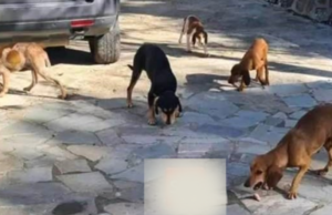 Όλο και περισσότερα σκυλάκια εγκαταλείπονται στο παγωμένο Τρόοδος…