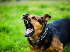 Τραγωδία στην Ουαλία: Eννιάμηνο βρέφος νεκρό σε επίθεση σκύλου