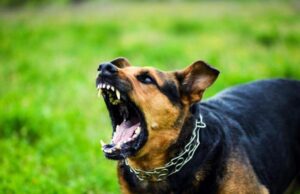 Τραγωδία στην Ουαλία: Eννιάμηνο βρέφος νεκρό σε επίθεση σκύλου