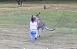 Αυστραλία: Καγκουρό επιτέθηκε σε 2χρονο παιδί – Το έσωσε ο πατέρας του