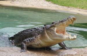 Αγνοείται 12χρονος στην Αυστραλία που φέρεται να δέχθηκε επίθεση από κροκόδειλο