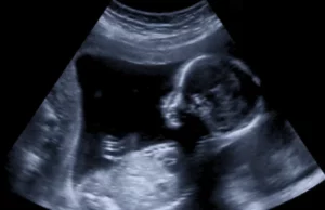 Καταγράφηκε για πρώτη φορά σε πραγματικό χρόνο πώς ένα έμβρυο κάνει «εισβολή» στη μήτρα