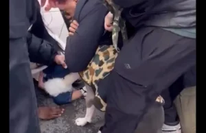 Τρόμος για παιδί 1 έτους στη Νέα Υόρκη: Του επιτέθηκε πίτμπουλ και δεν το άφηνε από τα σαγόνια του