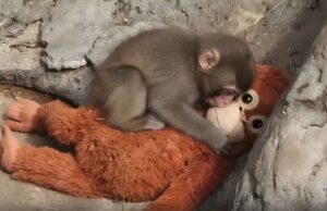 Γιατί η ιστορία του μικρού Punch μας συγκίνησε τόσο πολύ όλους, ειδικά τους γονείς;